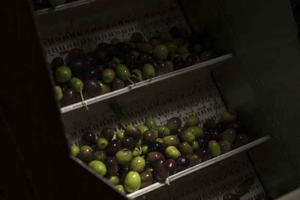 Olives in the mill_vertical_Moggi_November2024_low