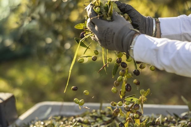 Olives with hands_vertical_Moggi_November2024_low