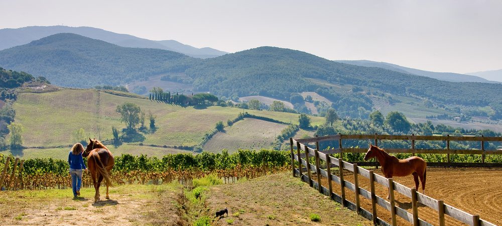 Processing and care of the vineyards in Tuscany, Italy of red and white wine with horse